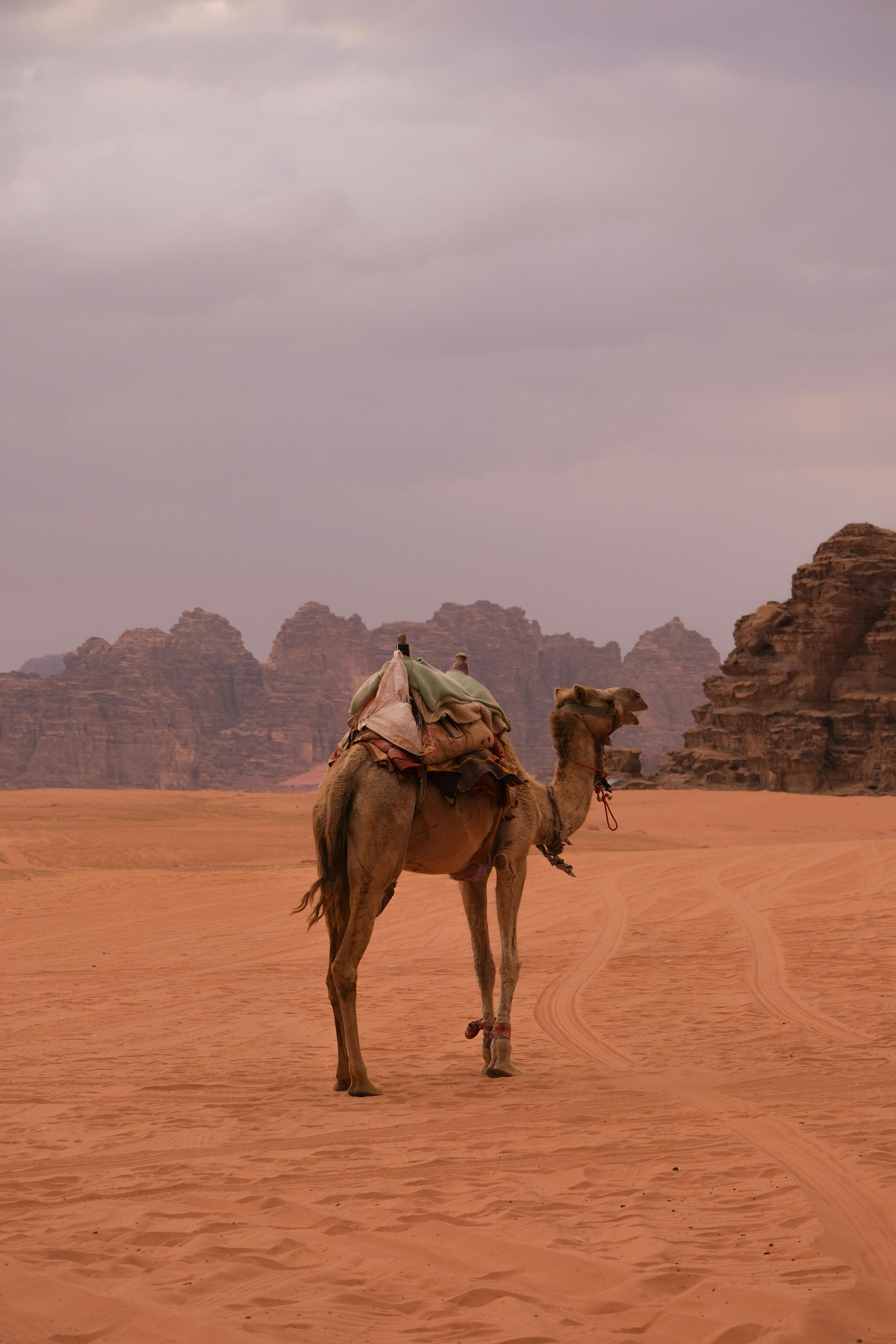 Dubai Desert Safari